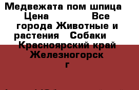 Медвежата пом шпица › Цена ­ 40 000 - Все города Животные и растения » Собаки   . Красноярский край,Железногорск г.